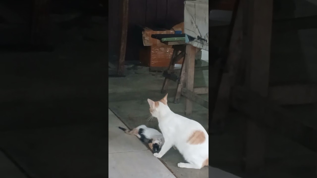 anak nya tinggal kenangan az