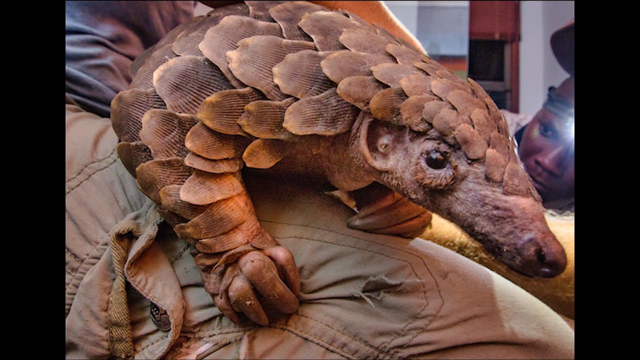The Mozambique Pangolin - Fighting Extinction and Trafficking