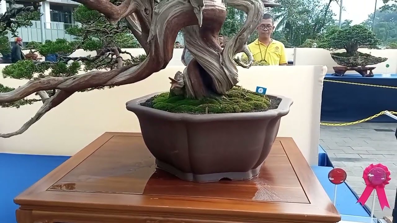 Kelas Utama IBC Senayan Park 2022, Kontes & Pameran Bonsai Juara Bertaraf Internasional
