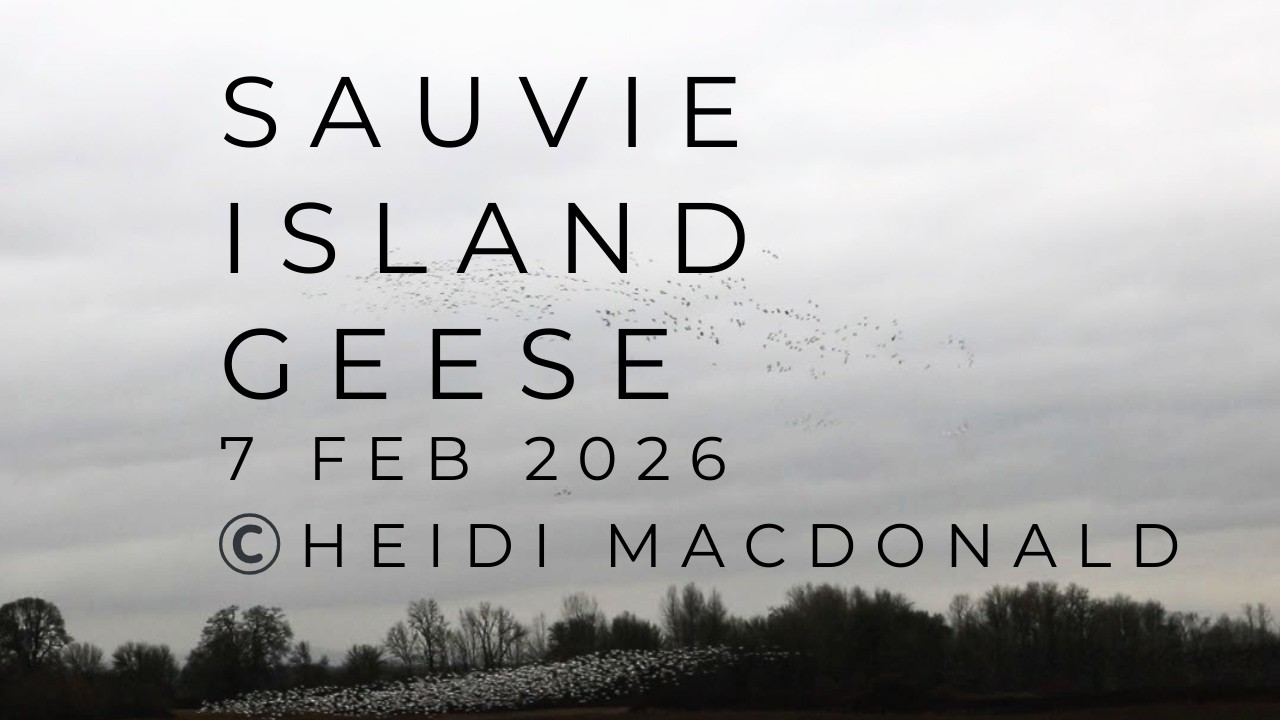Geese - Sauvie Island - Oregon USA - 7 Feb 2026