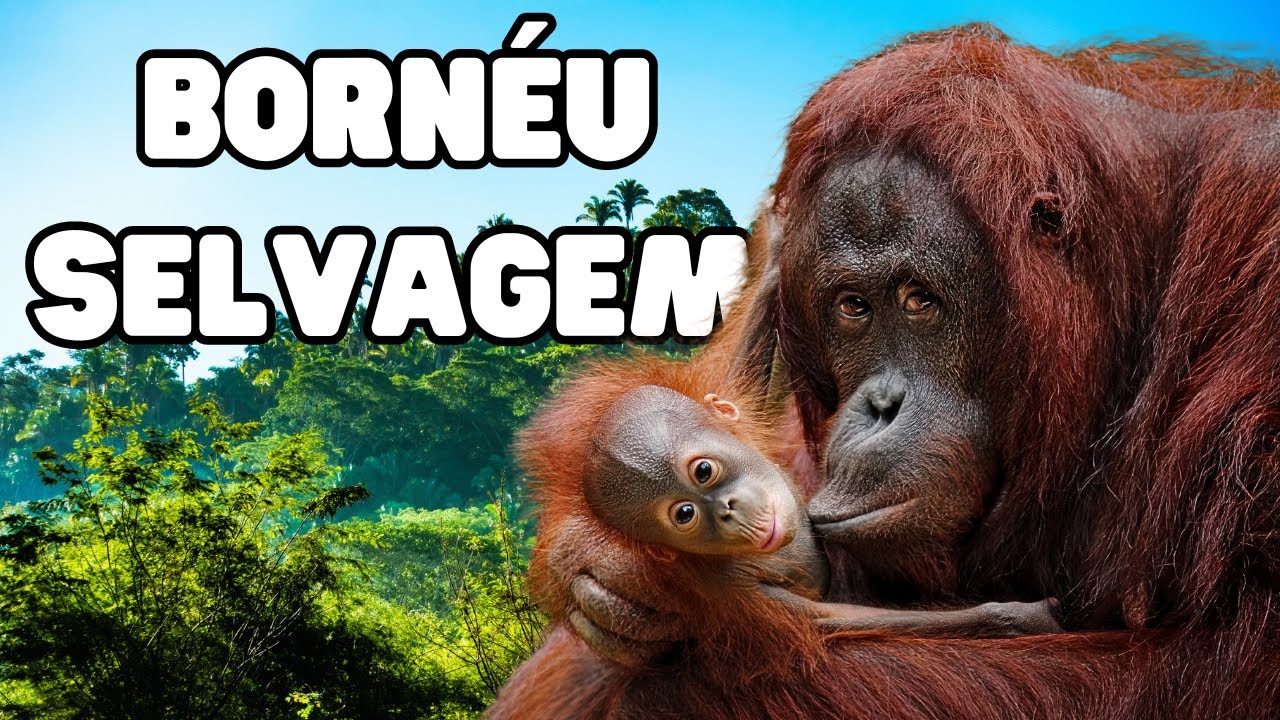 BORNÉU SELVAGEM: Lugar De Muitos Primatas E Árvores - Documentário - Ilha de Bornéu