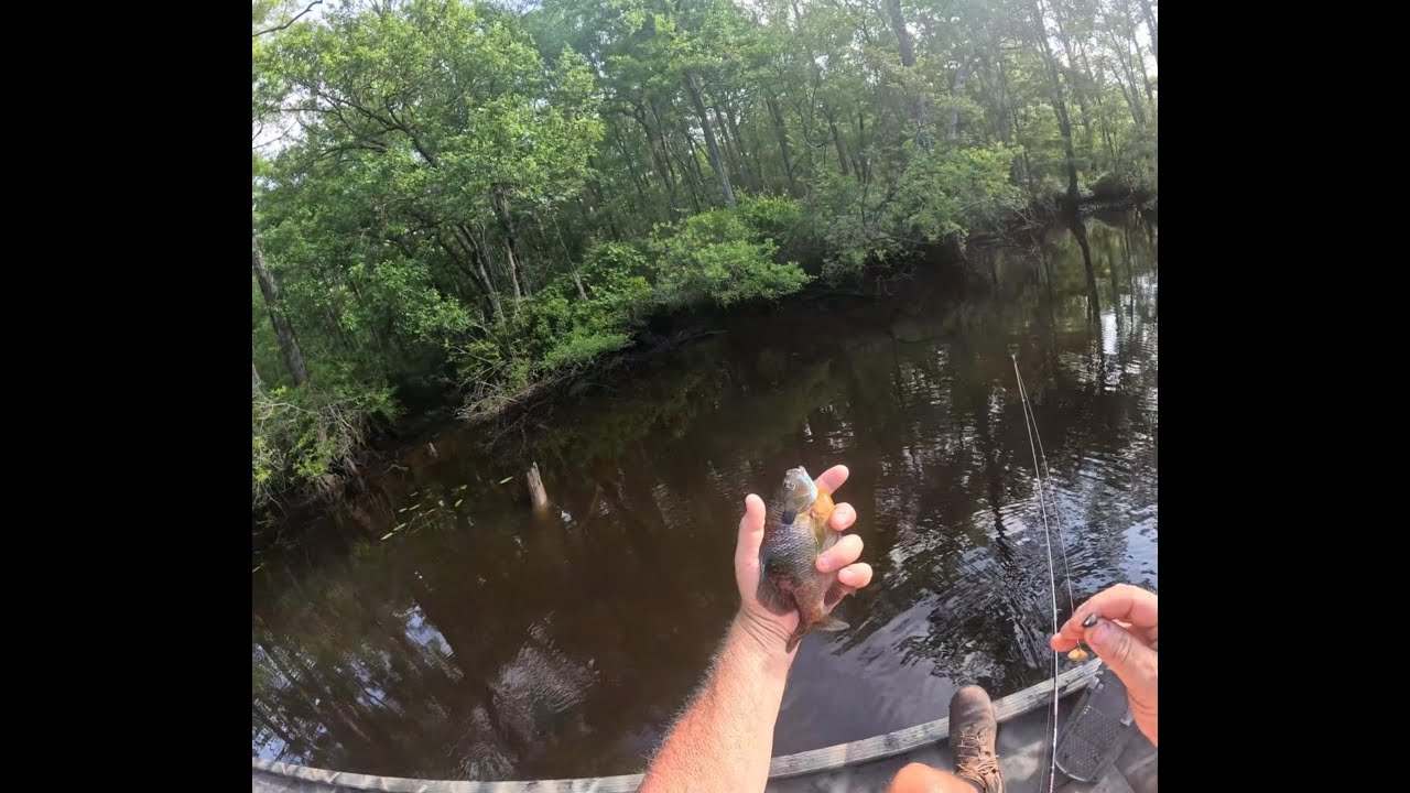 Fishing for Bream (Blue Gill), Mobile Tensaw Delta