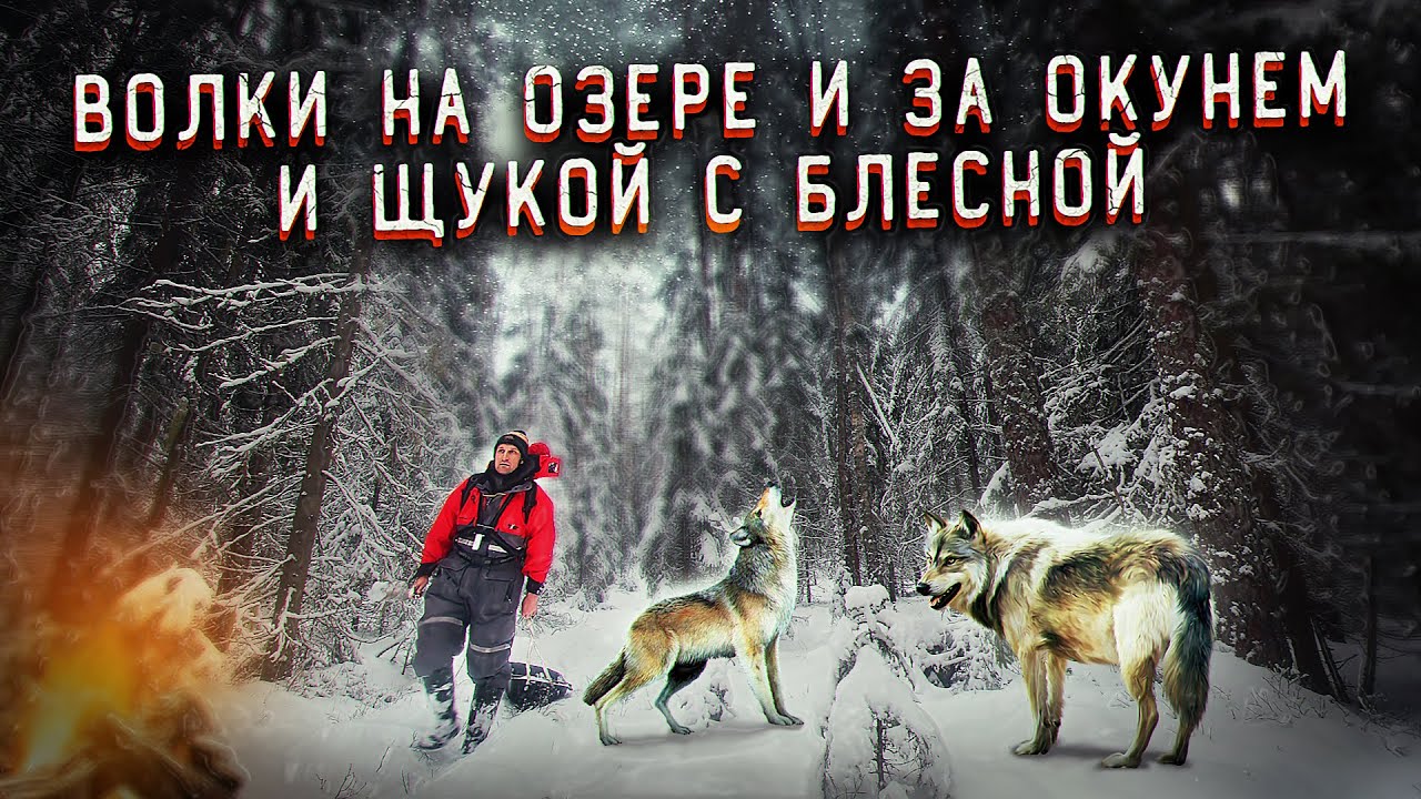 ✅ОКУНЬ НА БЛЕСНУ ЗИМОЙ В ПСКОВСКОЙ ОБЛАСТИ| ВОЛКИ НА ОЗЕРЕ