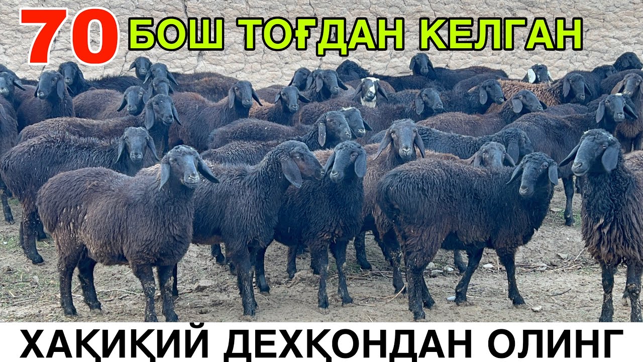 ДЕХҚОНДАН, ЕРКАКЧА ГАП. ☎️+998970067995 ☎️+998910730616