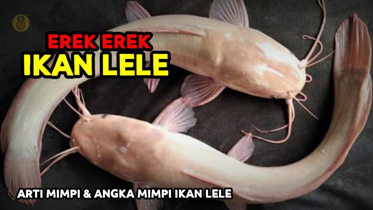 EREK EREK IKAN LELE 2D 3D 4D & ARTI MIMPI TENTANG IKAN LELE
