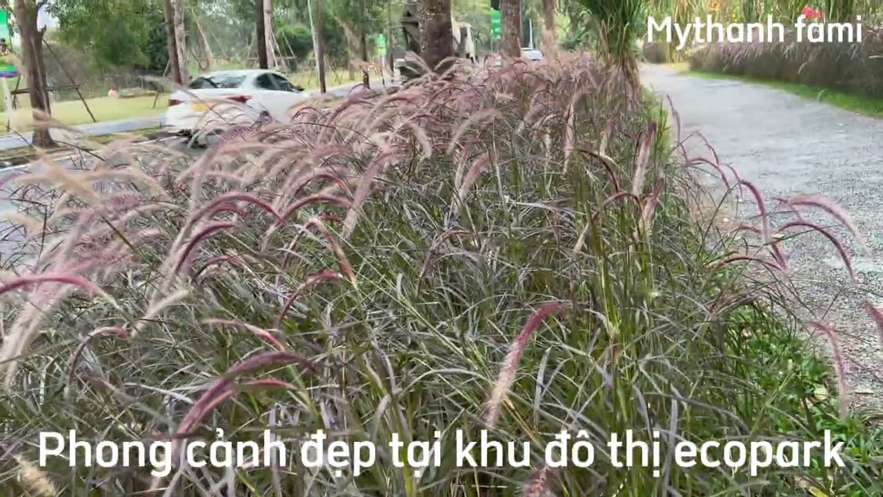 Rất nhiều vườn hoa đẹp trên con đường tôi đi bộ hàng ngày ở khu đô thị  ecopark