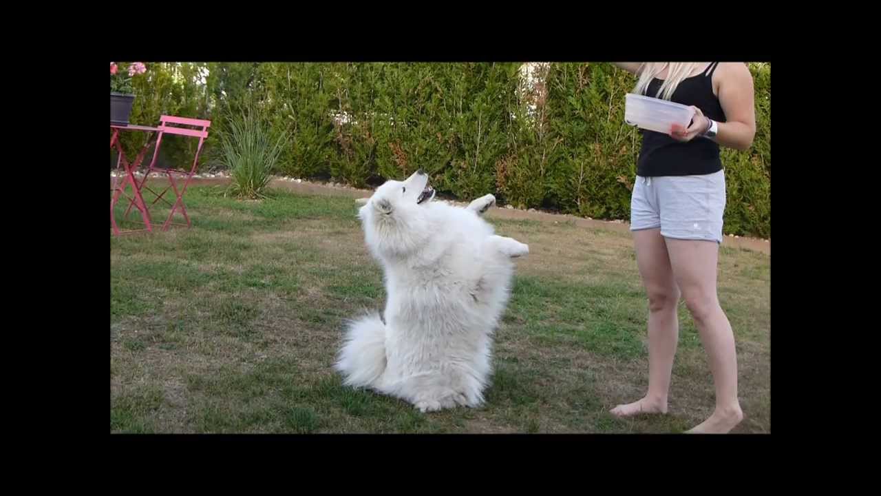 Some Samoyed's Tricks - Starring Hayka