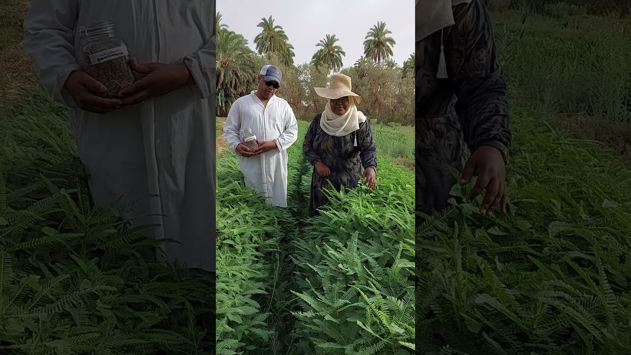 السيسبانيا نبات علفي واعد