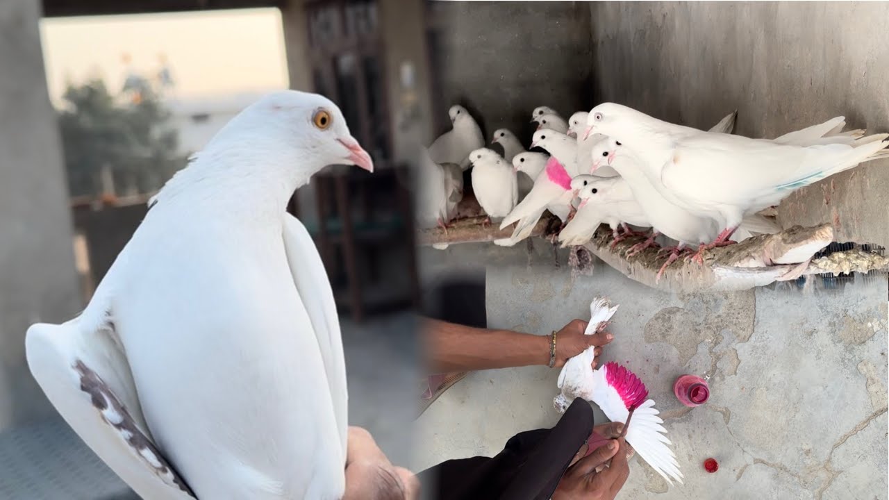 Ajj ik bache de liya rand and uddan wale kabootar sare bhar kde🕊️👍