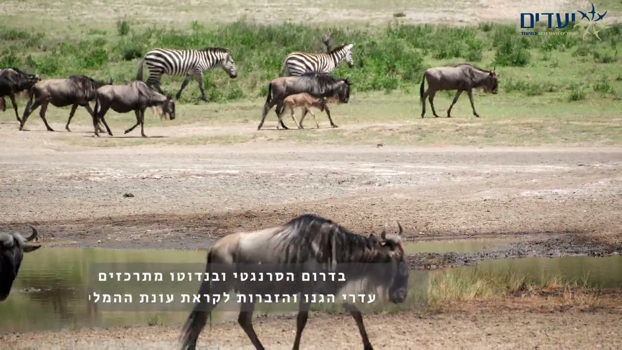 מורת הסרנגטי – הלב הפועם של הספארי בטנזניה
