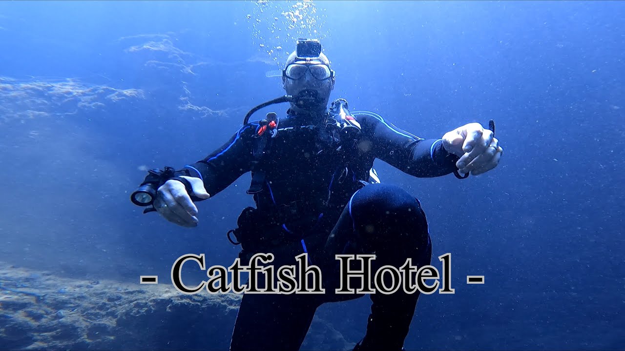 Catfish Hotel & Manatee Springs Dive #manatee