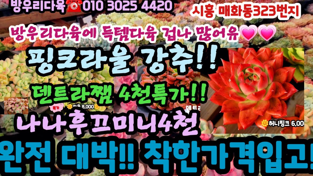 방우리다육 신상군생 완전 대박가격!! 라울 나나후끄미니 덴트라쨈 중사이즈4천등