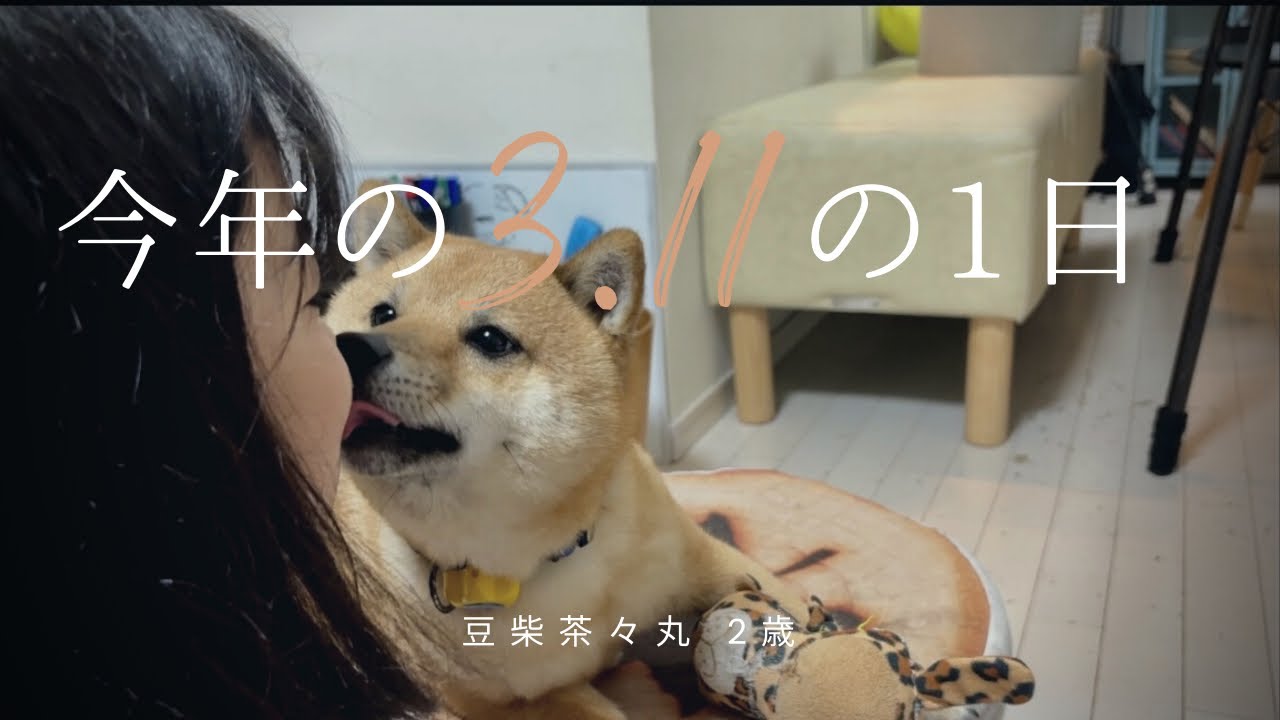 【豆柴 茶々丸 2歳】ペット防災についてもっと考えてもらいたい柴犬
