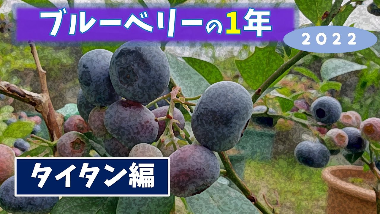 ブルーベリー栽培：タイタンの1年（2022）