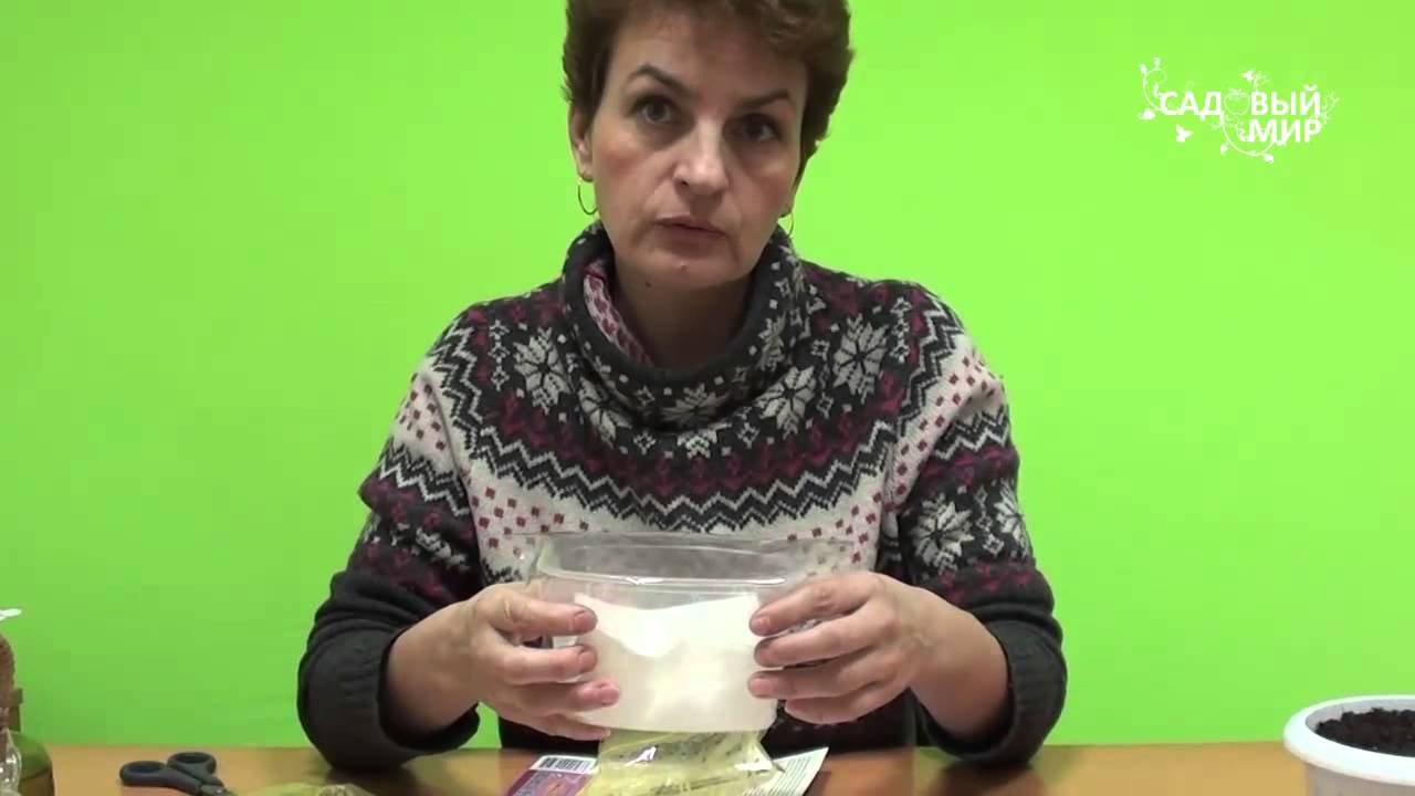 Как вырастить анемоны и ранункулюсы. Сайт 