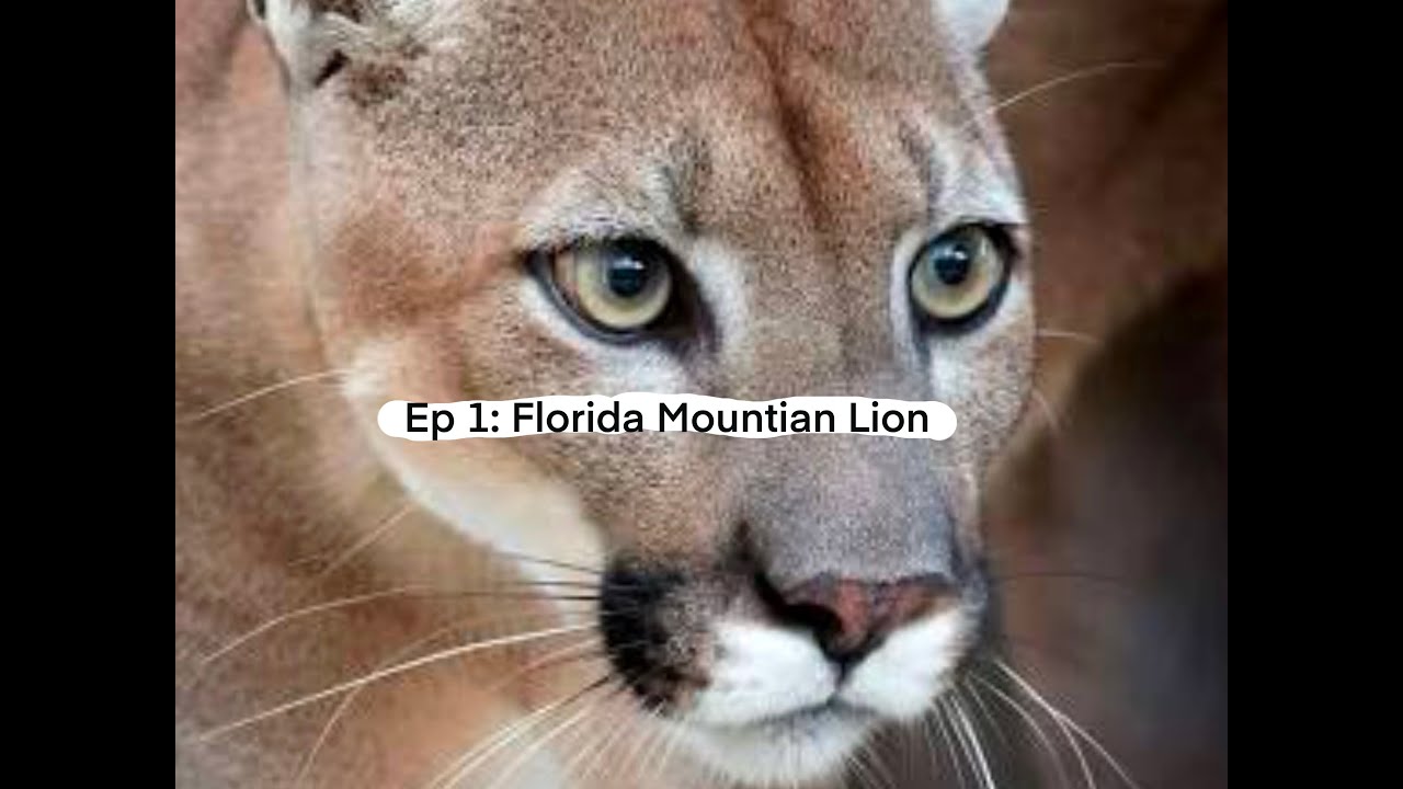 NL Podcast EP 1: Florida Mountain Lion