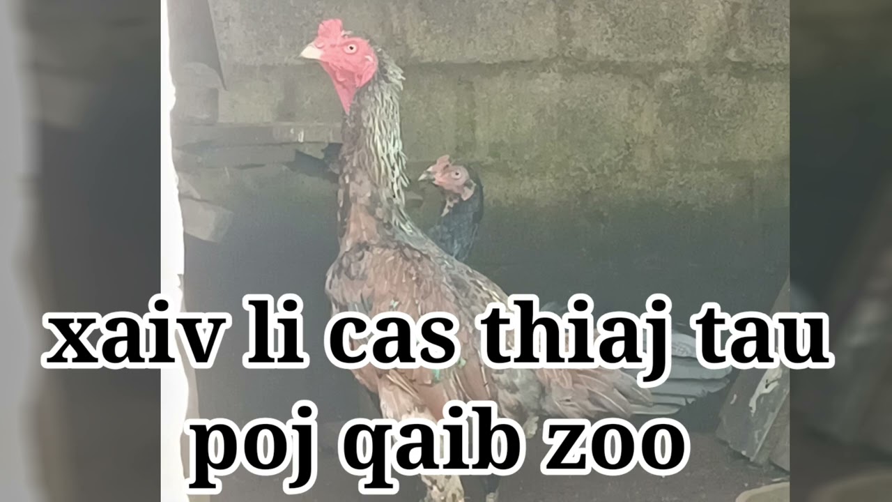 Tham kev xaiv poj qaib li cas thiaj tau poj qaib zoo