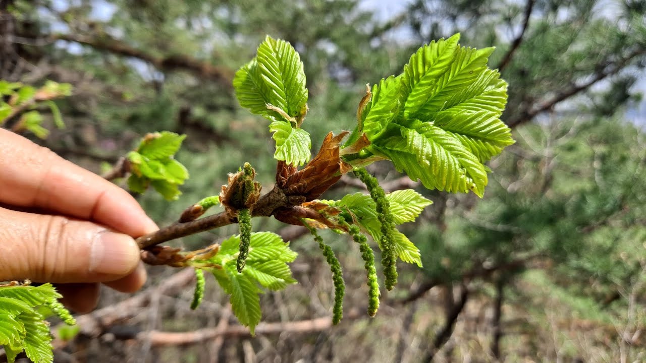 이 진짜나무 새순은 절대로 채취하지 마세요.봄나물로 먹지 않습니다.독성이 강합니다.