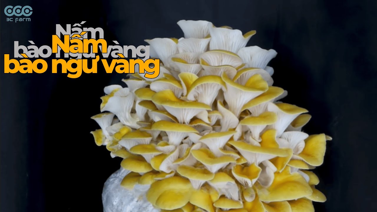 C&ugrave;ng ngắm nh&igrave;n ngắn gọn 1 ph&uacute;t về cuộc sống kỳ diệu của nấm b&agrave;o ngư v&agrave;ng - 3C FARM