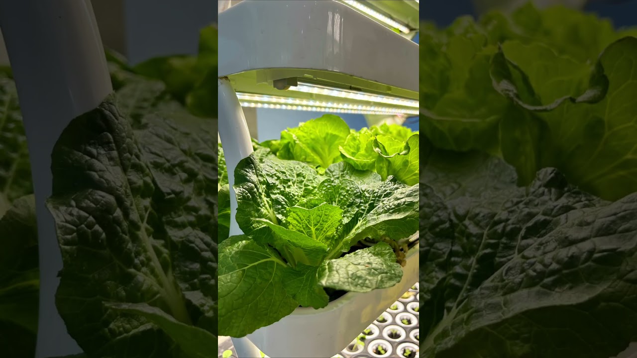 Lyine Smart Indoor Hydroponic Grow Cabinet: Harvest Fresh Lettuce from Home!#hydroponicsystem