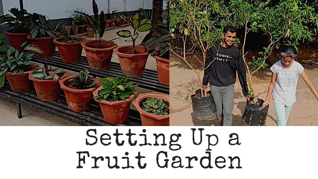 Setting Up a Fruit Garden [ കണ്ണൂരിൽ  ഞങ്ങൾ  സെറ്റ്  ചെയ്‌ത  പഴവർഗത്തോട്ടം]