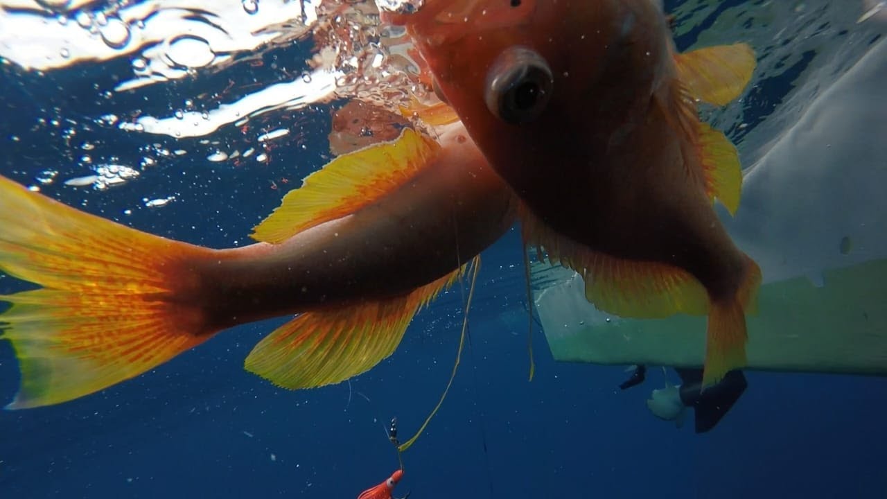 pesca en tarcoles! una experiencia única