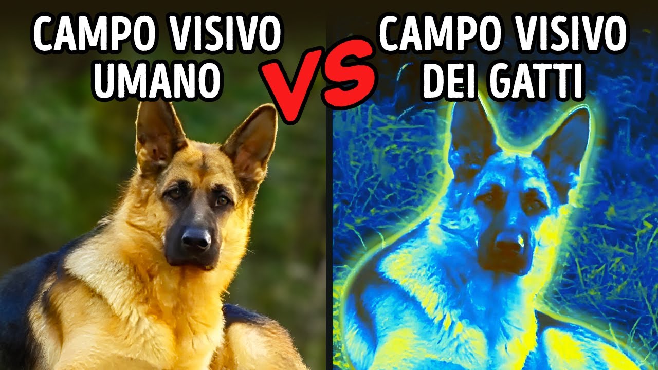 Il Mondo Attraverso Gli Occhi Degli Animali