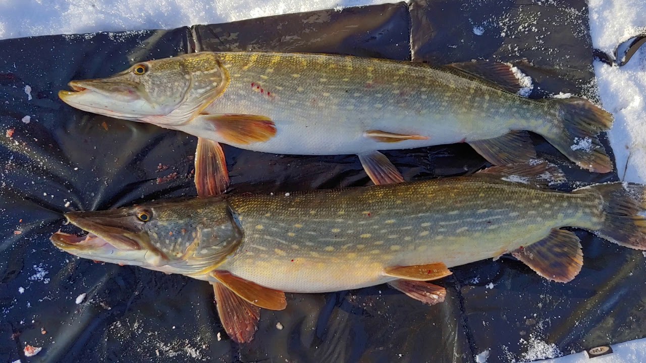 River Tees Pike in the snow - Wednesday 10th February 2021 - Deadbaiting and a double take
