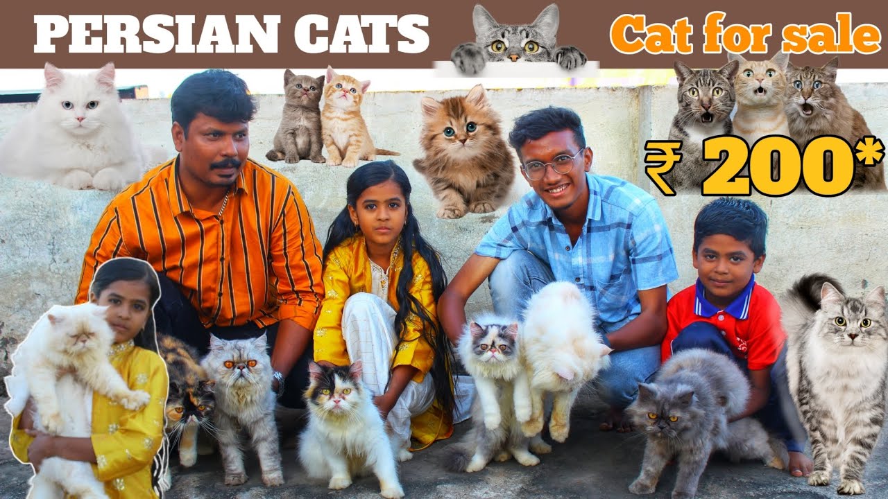 Persian cat farm | Persian cat for sales |  வித்யாசமான பூனை | Cat for sale | Cat market | Pet Market