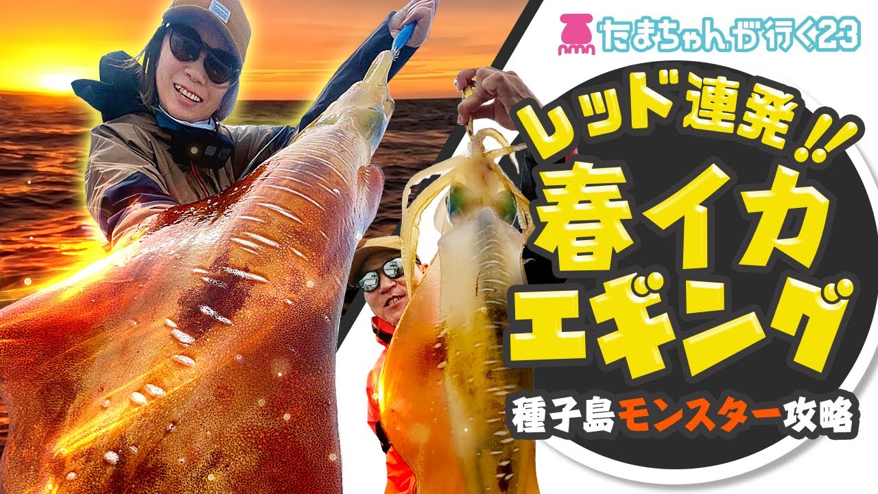 【エギング】たまちゃんが行く23 レッドに逢いに行きますin種子島