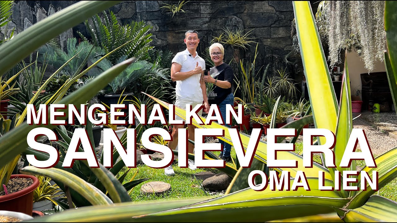 Menggenalkan sansevieria (rawat dan propagasi) dengan Oma Lien