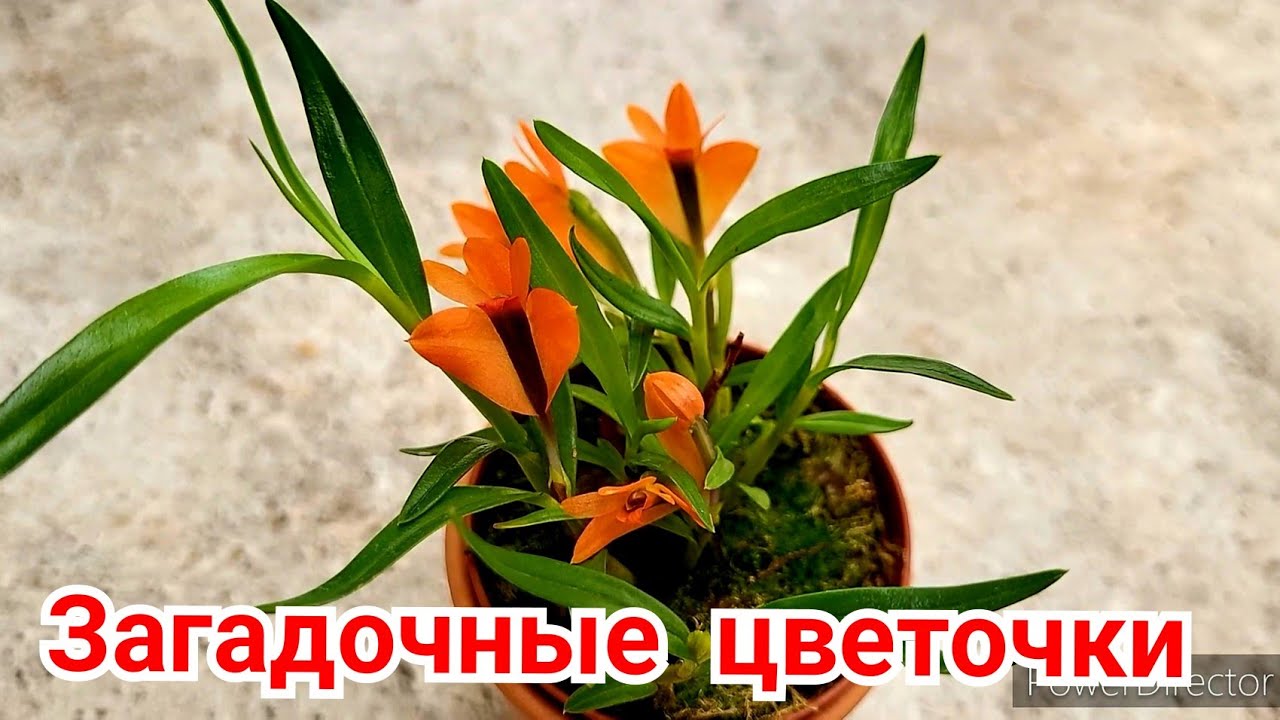Интересные Орхидеи Dendrobium vexilarius  - интересные наблюдения.