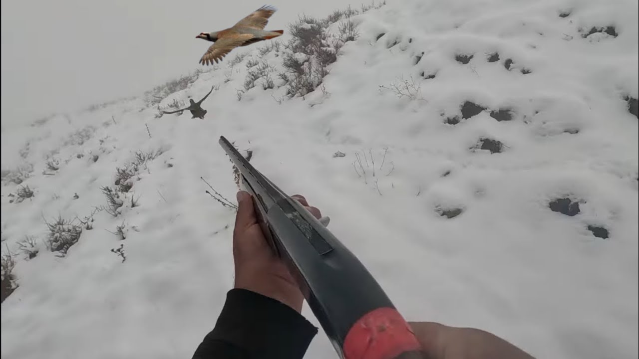 2025 İLK KARDA KINALI KEKLİK AVI VURDUĞUM KEKLİK TEKRAR CANLANDI M&Uuml;KEMMEL &Ccedil;EKİMLER partridge hunting