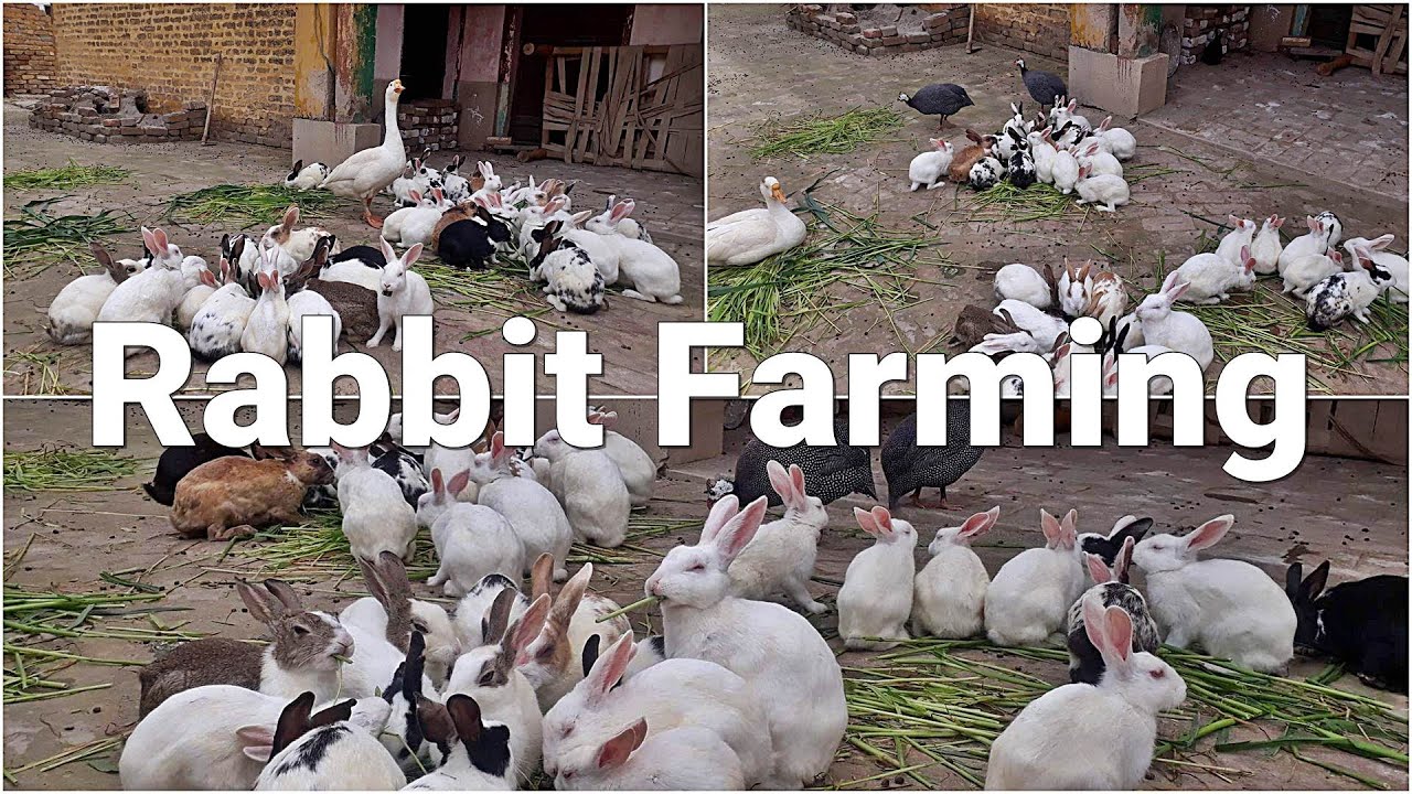 Rabbit Farming in Pakistan 2020 | Desi Rabbit Farming | Mughees Shahxad