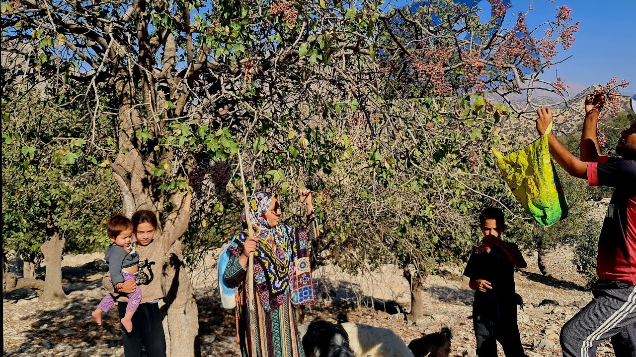 Nomadic family's trip to the mountains | Wild pistachios and peace in the heart of nature ⛰️🐐🌰