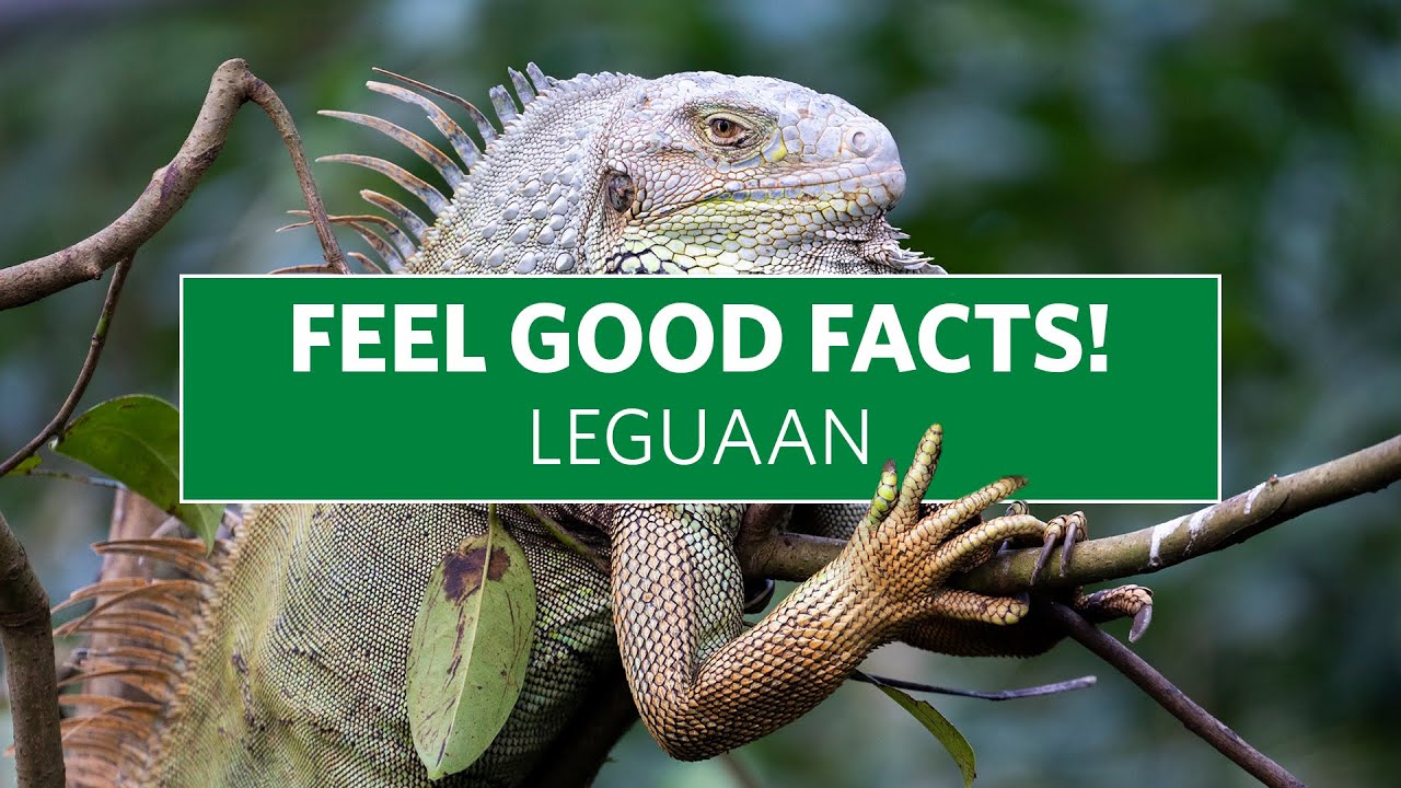Feel Good Facts: de Groene Leguaan!