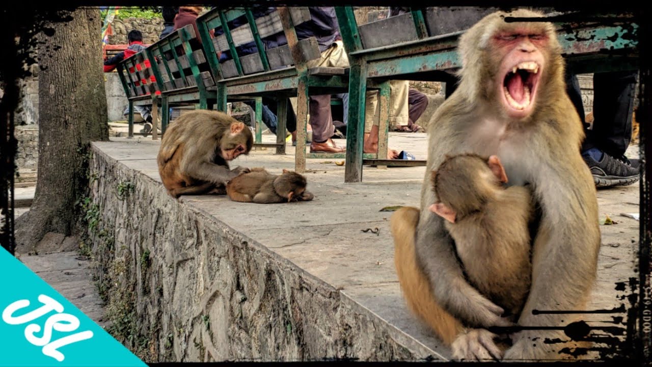 Nepal's MONKEY TEMPLE (Swayambhunath Stupa) of Kathmandu