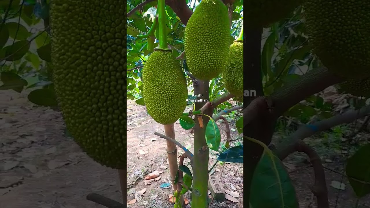 #vietnamalltimejackfruit #jackfruit #fruitcultivation #food #nature #agricultural #fruit #krishinews