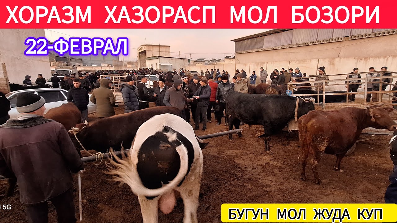 ХОРАЗМ ХАЗОРАСП МОЛ БОЗОРИ ЯНГИ НАРХЛАРИ 22-ФЕВРАЛ 2026-ЙИЛ