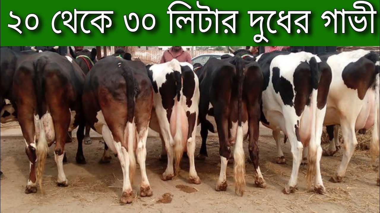 রমজানে কাস্টমার নেই ২০ থেকে ৩০ লিটার দুধের গাভী কিনুন ২০ হাজার টাকা কমে! হাজি সাহেবর সেরা কালেকশন