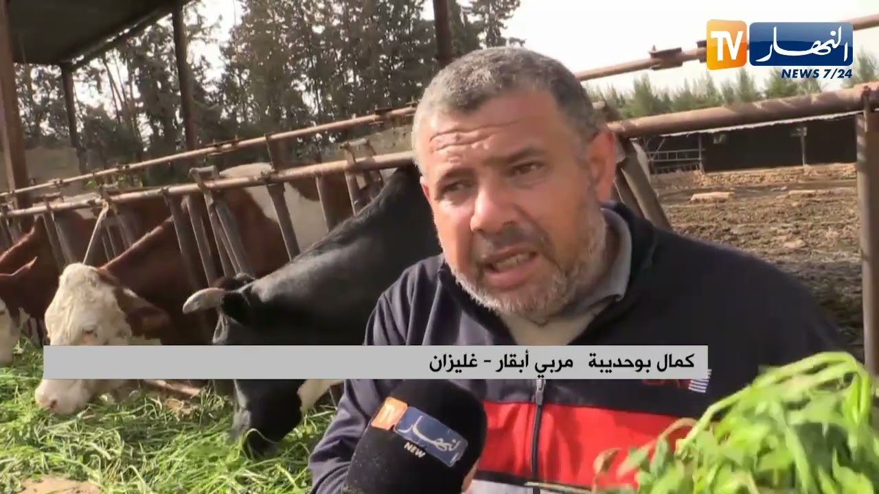 غليزان :  كمال مربي أبقار يتجه لإستخدام الأعلاف الخضراء لفائدتها وغلاء الجافة