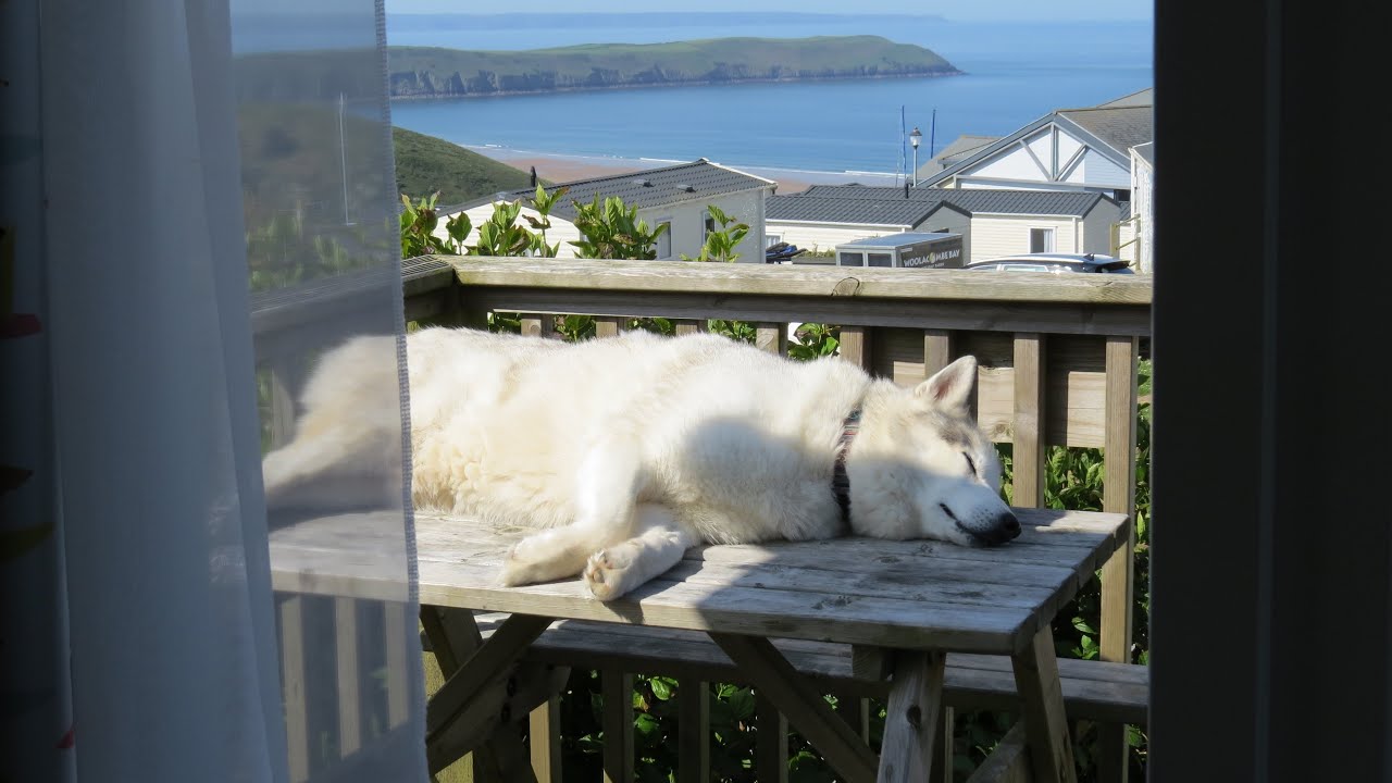 HUSKY on HOLIDAY .. looking for the beach .. 1st night adventure ..