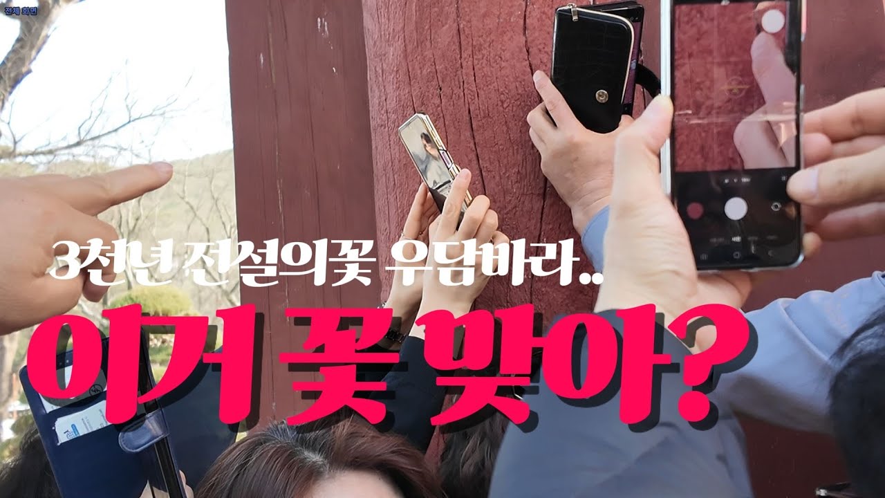 3천년에 한번 피는 전설의 꽃 우담바라.. 근데 이거 맞아요? | 경남 양산 1박2일 여행 브이로그ep2