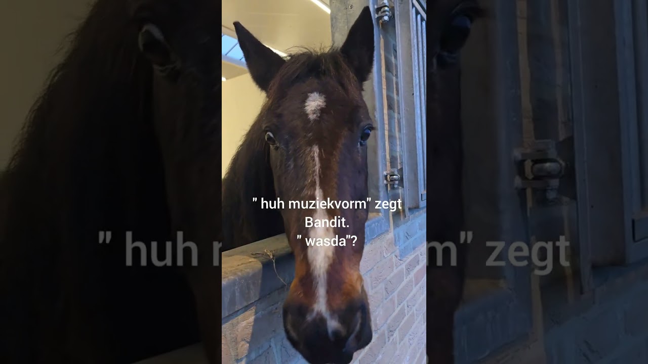 Bandit 2 dagen  na penis operatie en ao scan