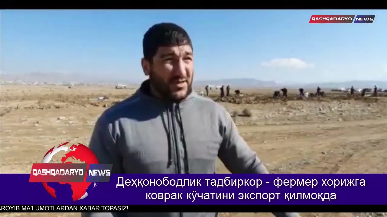 Деҳқонободлик тадбиркор   фермер хорижга коврак кўчатини экспорт қилмоқда