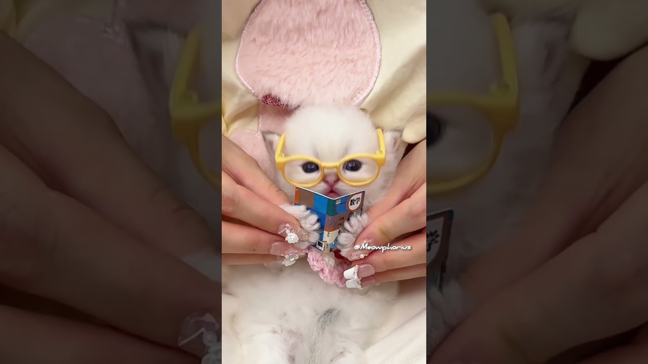 Am I Not A Genius Kitten?!😻💕 #cute #kitten #cat #meow