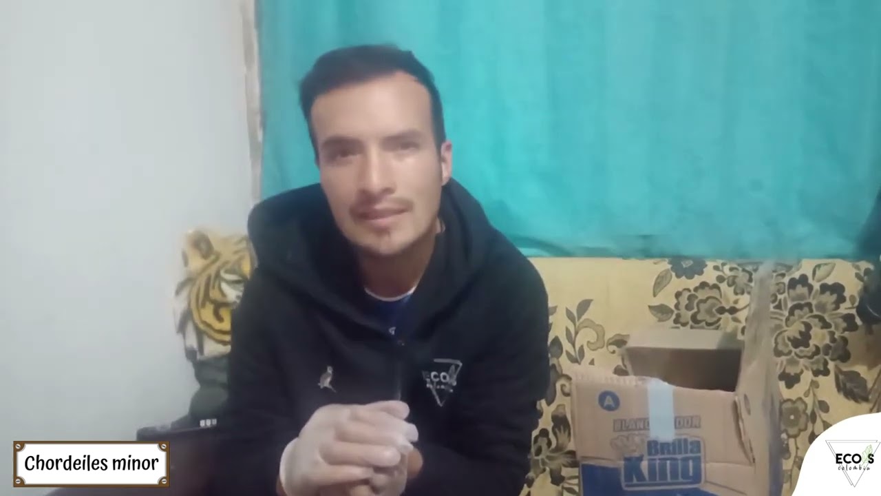 El chotacabras migratorio (Chordeiles minor)