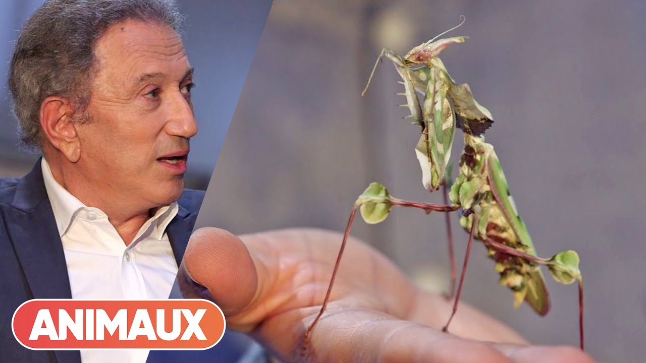 Cette mante religieuse passionne Michel Drucker
