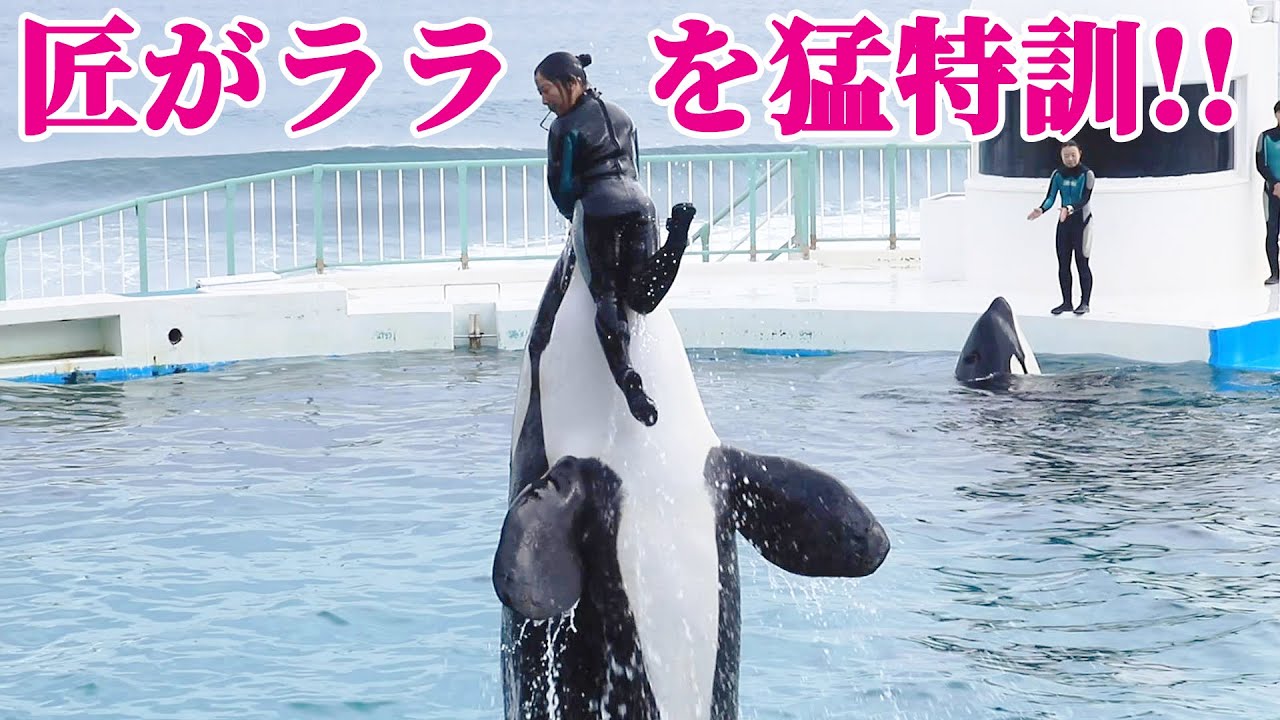 「シャチトレーニング」ララを匠が猛特訓!! 鴨川シーワールド KamogawaSeaWorld  orca killerwhale