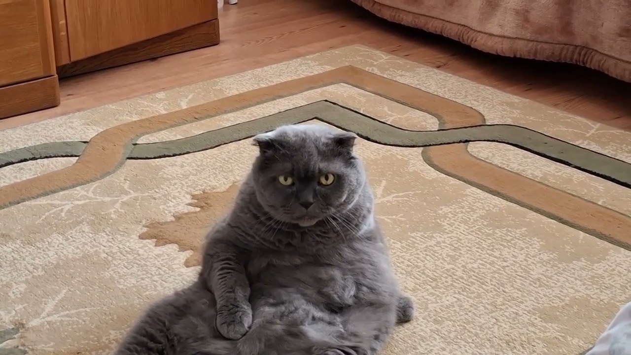 Не подглядывайте за котиком.Don't peek at the cat.#кот,#котики, #cats,#catlover,#cat,#meow, #cute